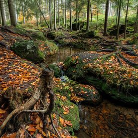 Paysage d'automne dans la forêt avec un petit ruisseau sur Holger W. Spieker