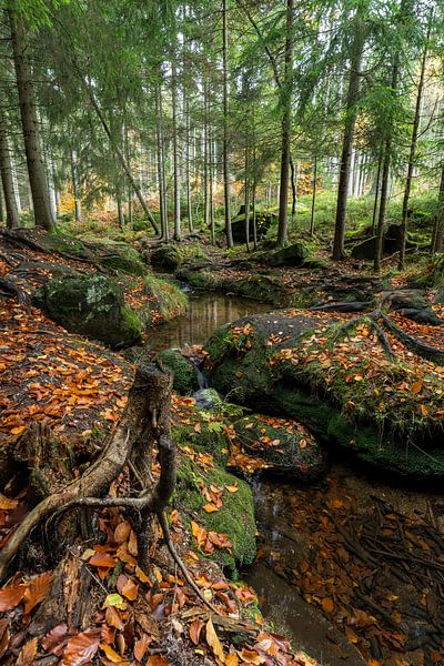 Herbstlandschaft im Wald mit einem kleinen Bach von Holger W. Spieker