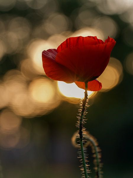 Coquelicot à l'heure d'or par Anouk de Vries