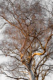 Silver Branches – Silberne Birken im sanften Winterlicht | Minimalistische Naturfotografie