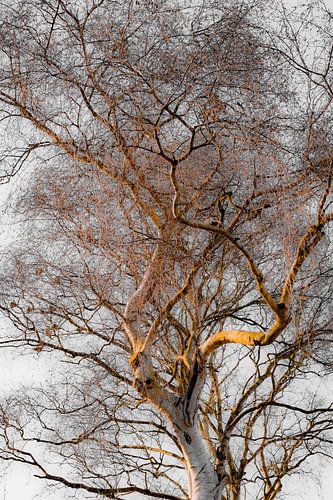 Silver Branches – Silberne Birken im sanften Winterlicht | Minimalistische Naturfotografie