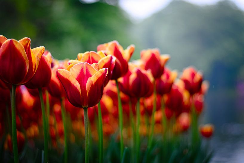 Dutch tulips by Niek Van Helden