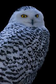 Snowy owl by Jack Van de Vin