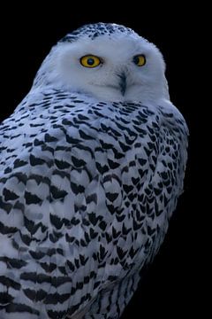 Snowy owl by Jack Van de Vin