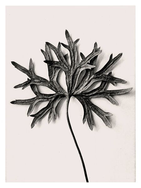 Karl Blossfeldt - Aconitum Anthora van Old Masters