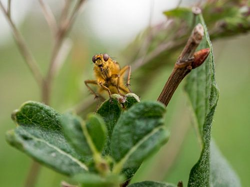 Drekvliegje op blaadje frontaal van onderaf