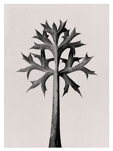 Karl Blossfeldt - Eryngium Bourgatii