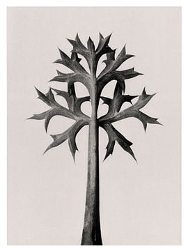 Karl Blossfeldt - Eryngium Bourgatii