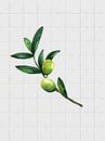 Aquarell-Illustration einer Olive von Elles Miniaturansicht