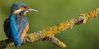 IJsvogel