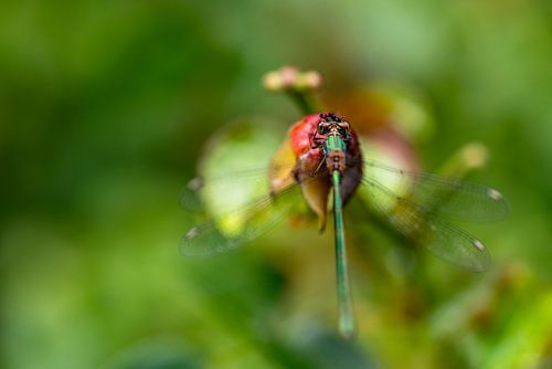 Makroaufnahme einer Libelle