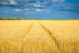 Golden wheat ears in an agricultural field by Sjoerd van der Wal Photography