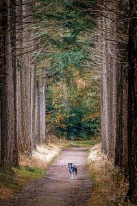 Waldhund