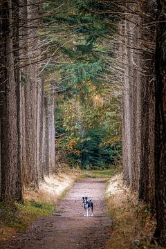 Waldhund von Marijn Bouwhuis