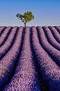Lavendelbloesem in de Provence van Achim Thomae thumbnail