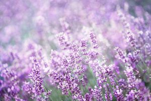 Lavender by Bright Designs