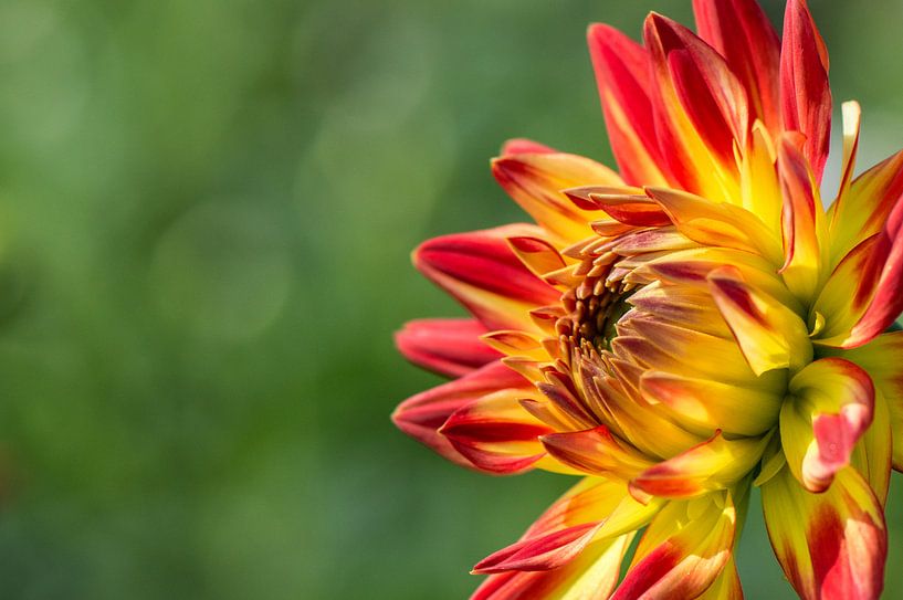 Dahlia von Yvonne van der Meij