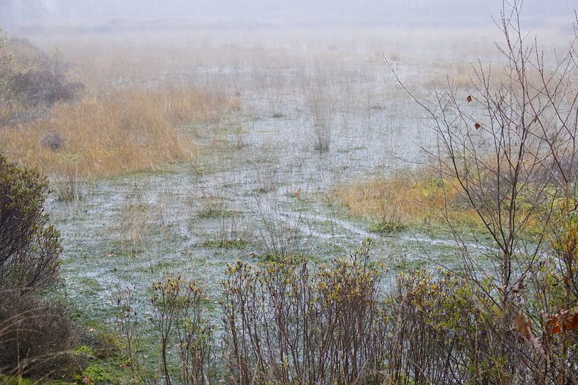 Misty Bog by sanelizs