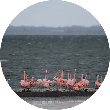 flamingo's 7 van Marloes van der Beek-Rietveld