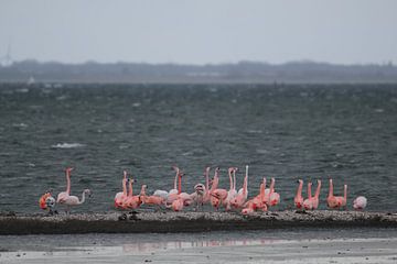 flamingo's 7 sur Marloes van der Beek-Rietveld