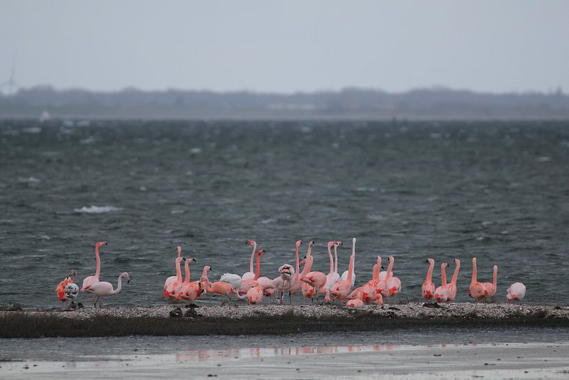flamingo's 7 van Marloes van der Beek-Rietveld