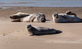 Seals by Ingrid Aanen