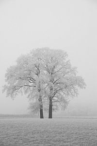 Winter in der Achterhoek von Arno Wolsink