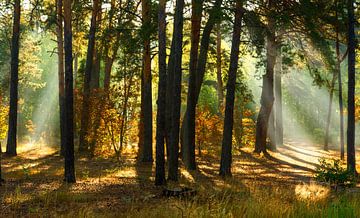 forest lit by the sun by Mykhailo Sherman