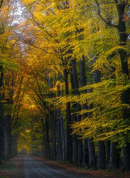 Zwarteweg, Lage Vuursche van Pascal Raymond Dorland