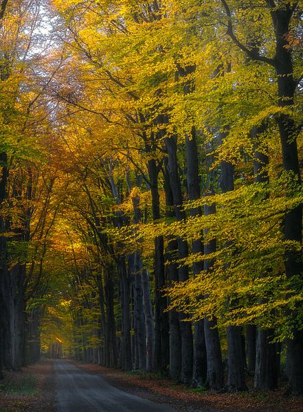 Zwarteweg, Lage Vuursche par Pascal Raymond Dorland