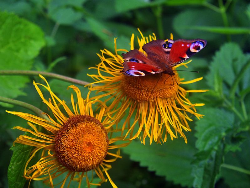 L'œil du paon par Edgar Schermaul