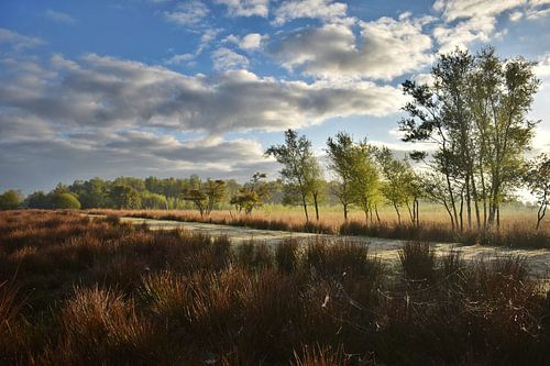 First feeling of spring with fresh green in the Bargerveen