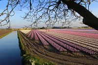 Bollenveld