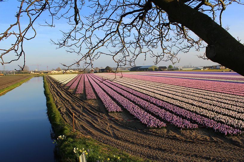 Bollenveld par Geert Heldens