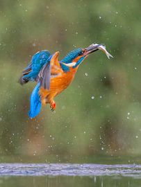 Eisvogel mit Fisch von Lies Bakker