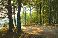 Herbst an der Kreideküste von Ostsee Bilder Miniaturansicht