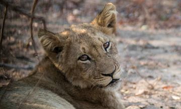 Löwenjunges Südafrika von Eveline van Beusichem