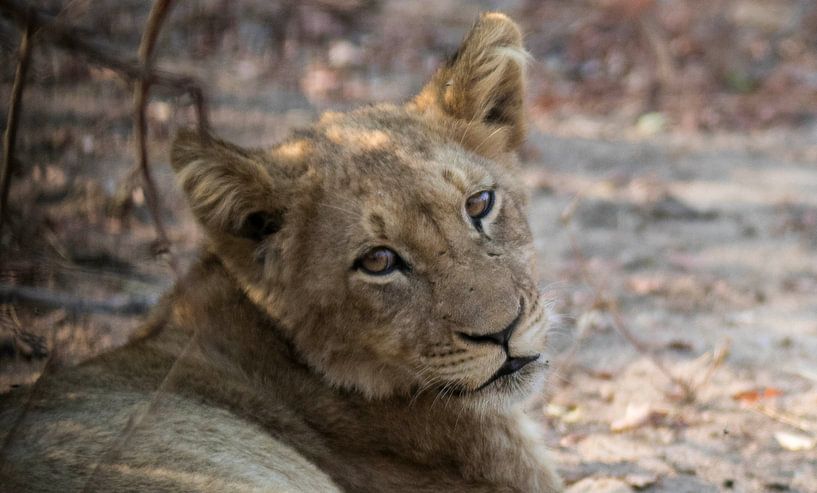 Lion cub South Africa by Eveline van Beusichem