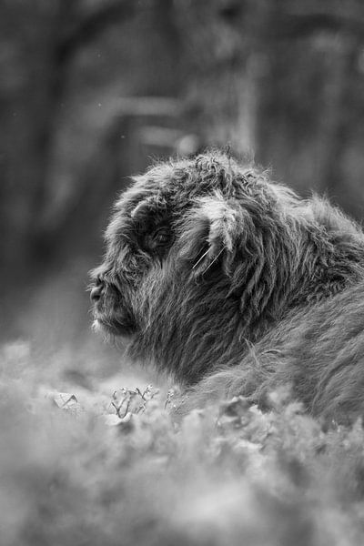 Schotse Hooglander, Wezepsche Heide van S van Wezep