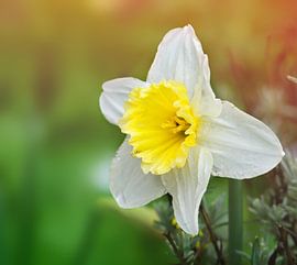 Narzisse von Bo Valentino