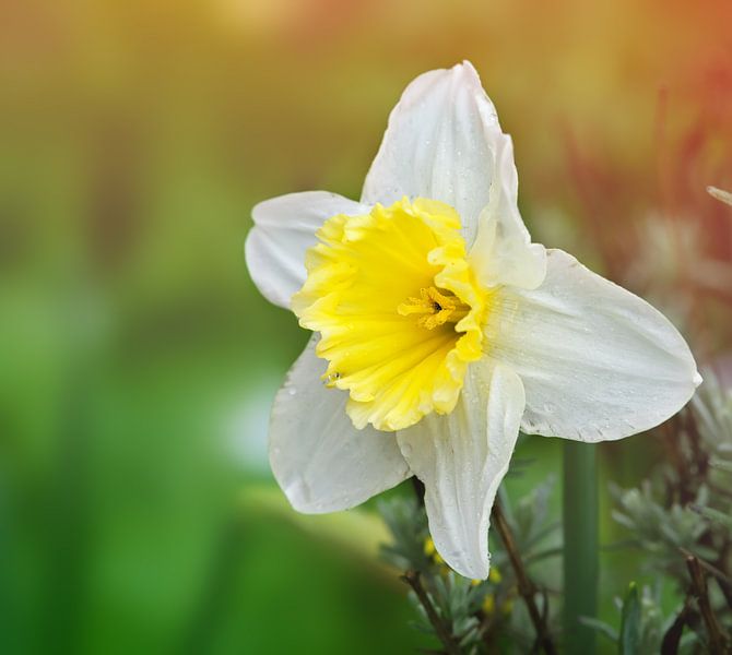 Daffodil by Bo Valentino
