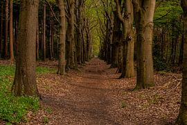 Alte Waldpfade in Drente und Overijssel.
