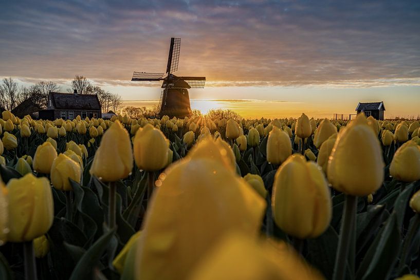 Molen Noorder-G met gele tulpen van Manuuu