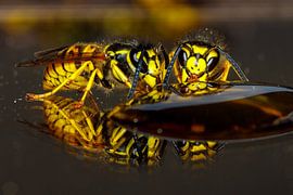 Wasps
