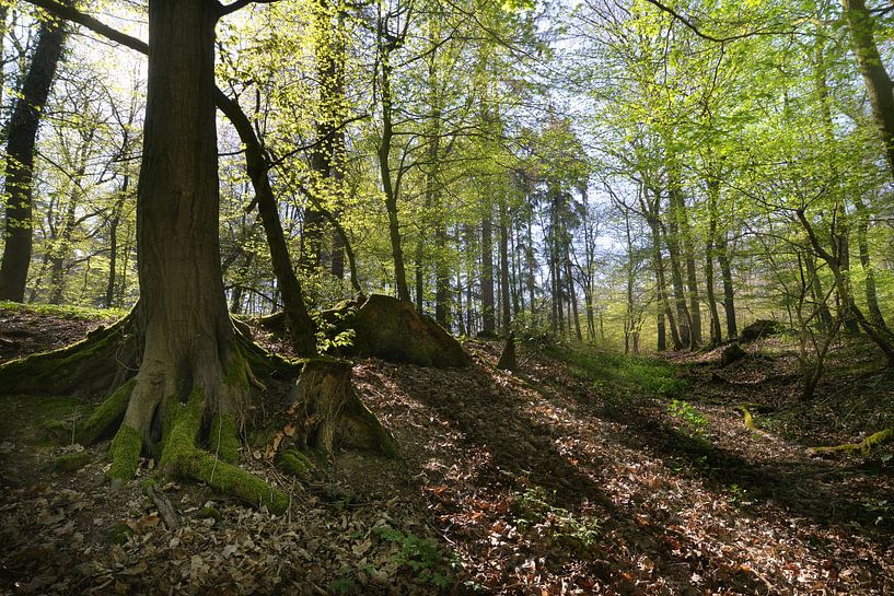 dans les bois par Dieter Beselt