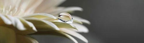 De kleur van champagne