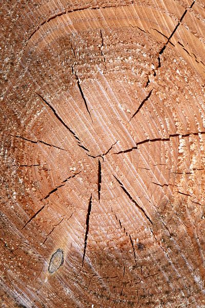 Wood structure by Thomas Jäger