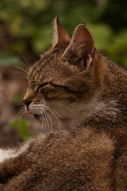 Katze in der Sommersonne von Hilde Remerie Fotografie und digitale Kunst