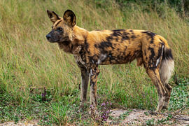 Afrikanischer Wildhund, der im Gras der Savanne wachsam dasteht