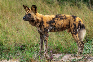 African Wild Dog Standing Alert in the Savannah Grass